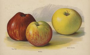 Tom Putt, Wealthy, Koningin Caroline